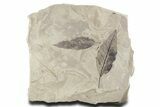 Plate of Eocene Fossil Leaves (Allophylus) - Utah #356142-1